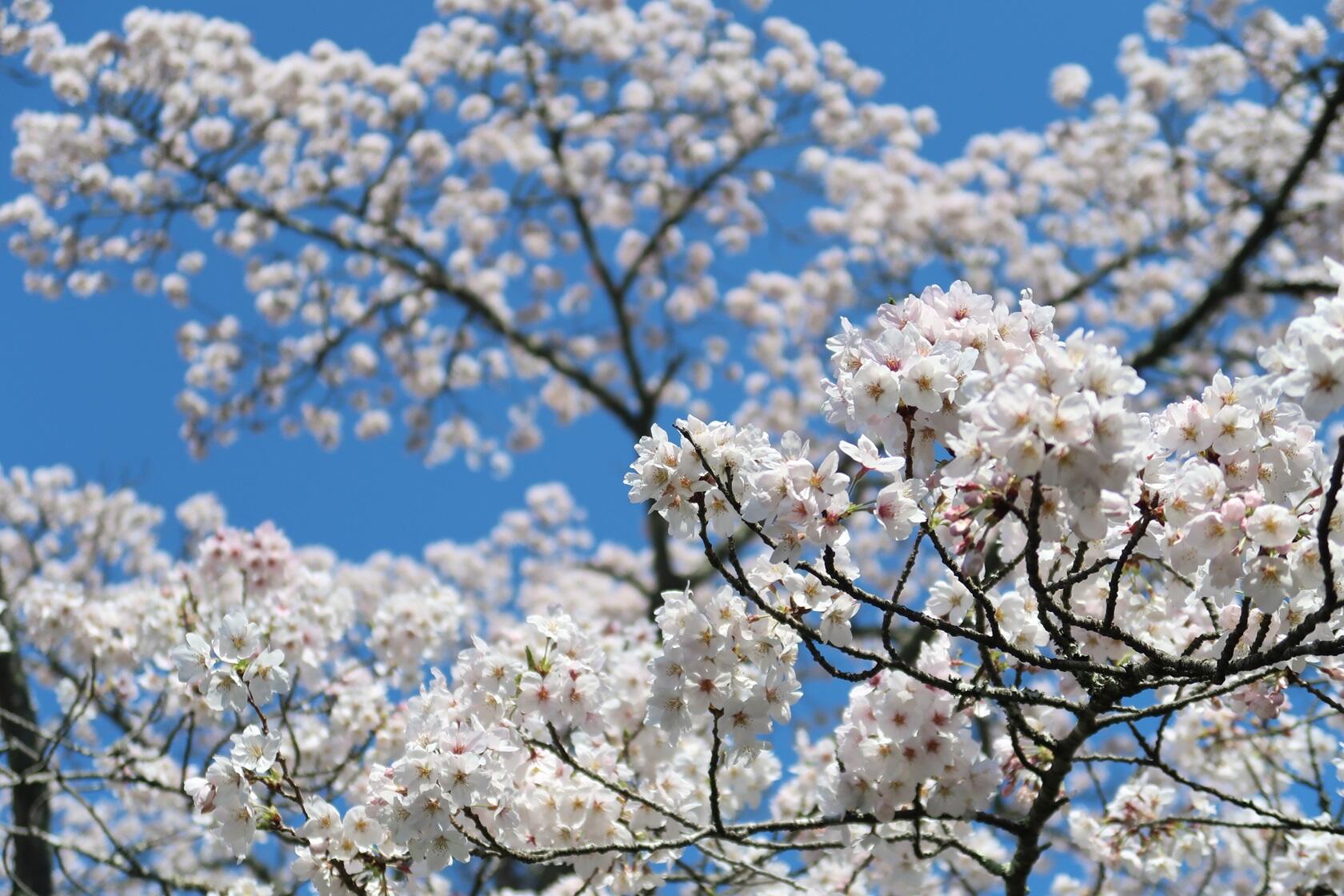 写真2（桜が満開になりました）.JPG