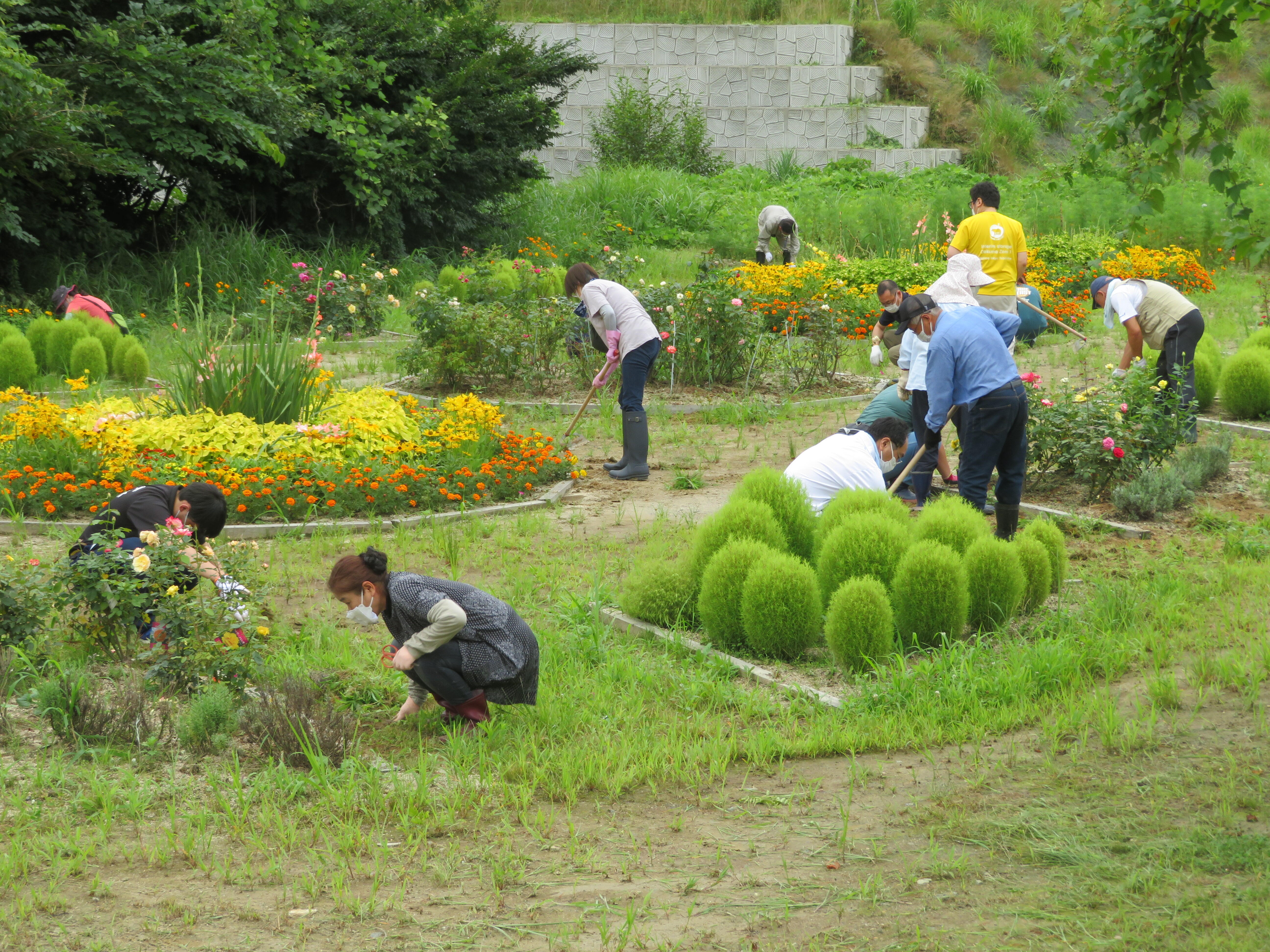 写真１（～大熊町・花舞台～大熊町民との花畑作りと放射線の勉強会を実施しました）.JPG