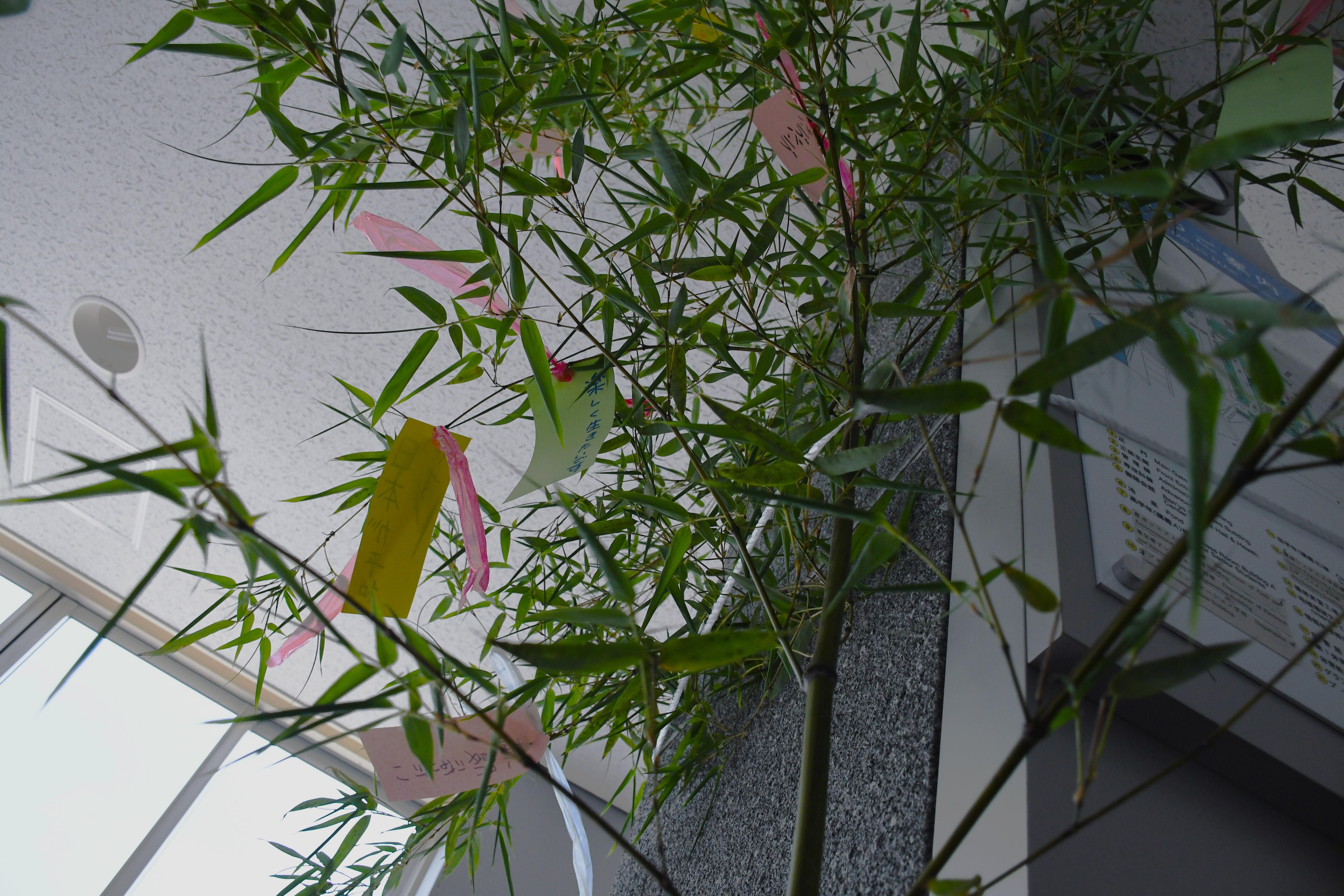 写真2（学生会による七夕飾りの設置について）.jpg