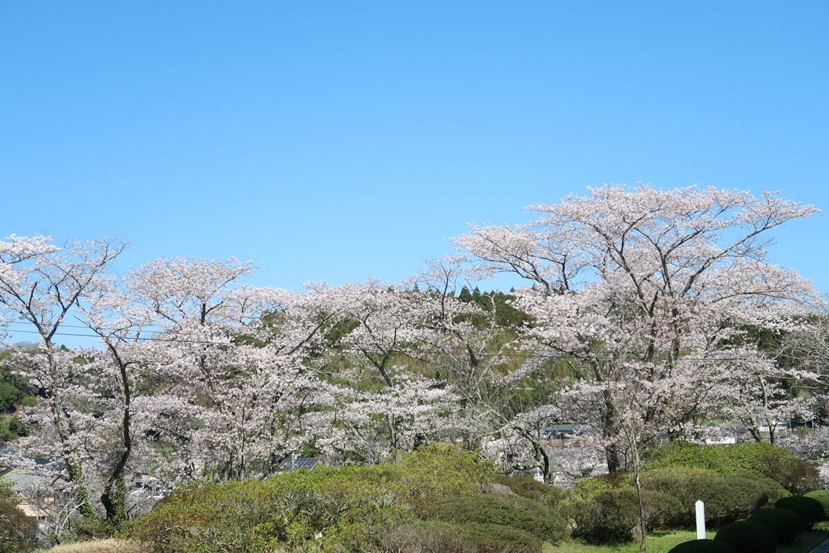 写真1（桜が満開になりました）.JPG